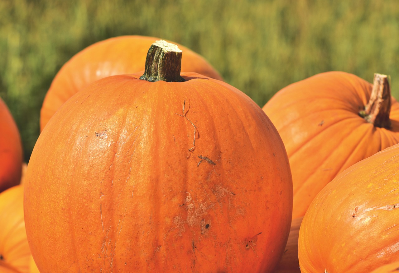 How to Grow a Pumpkin Patch in Your Backyard